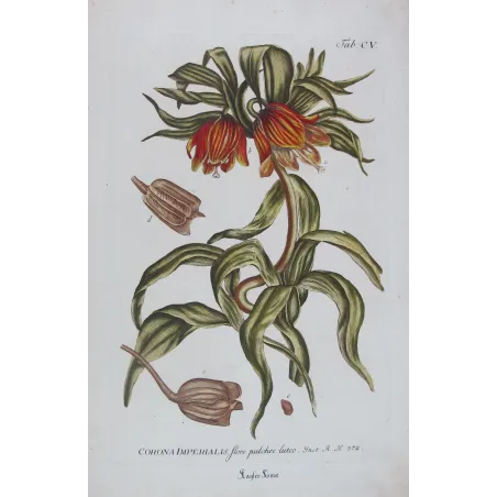 Crown Imperial – Bold 18th Century Hand-Colored Botanical Engraving
