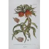 Crown Imperial (Fritillaria imperialis) – Bold Hand-Colored Botanical Engraving, 18th Century