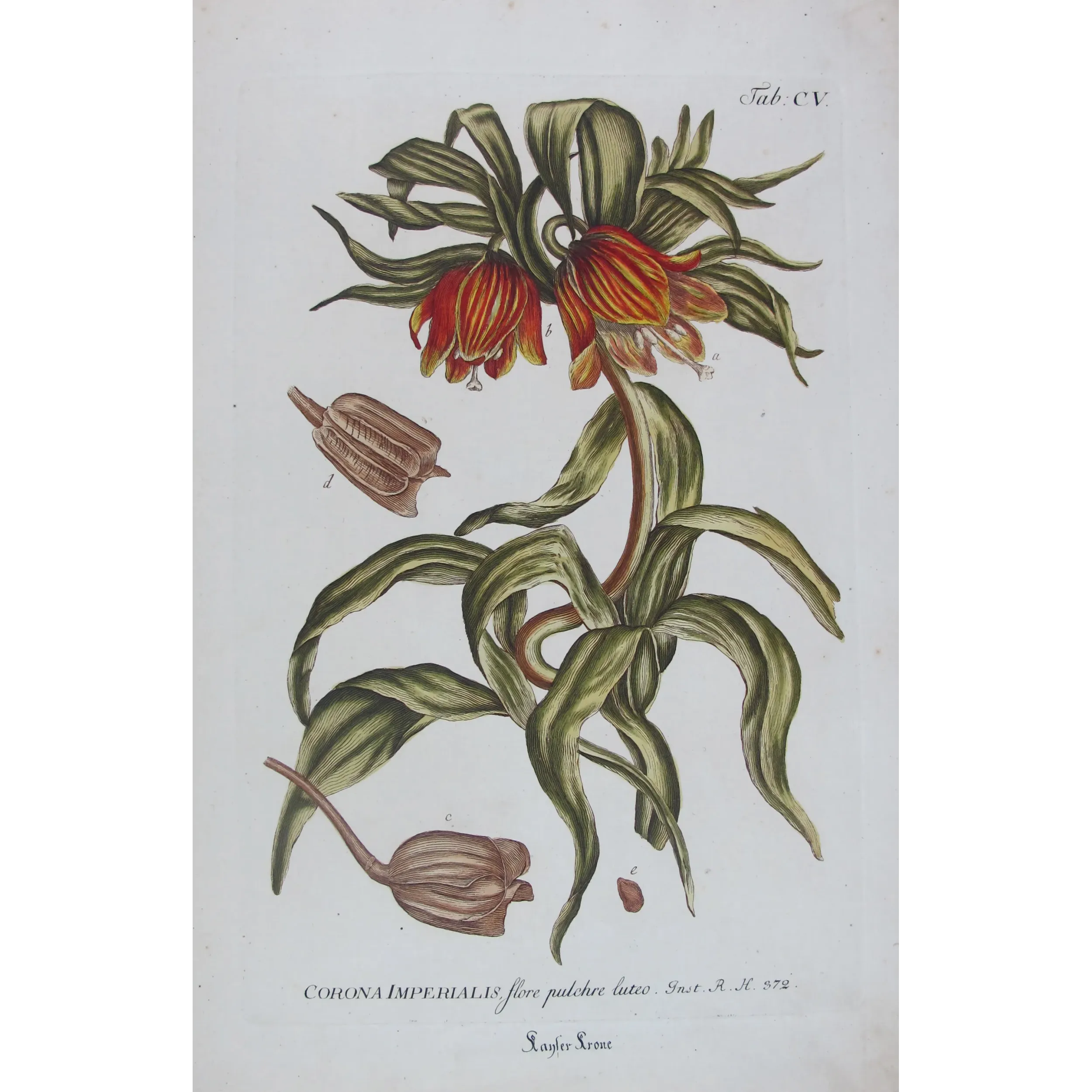 Crown Imperial – Bold 18th Century Hand-Colored Botanical Engraving