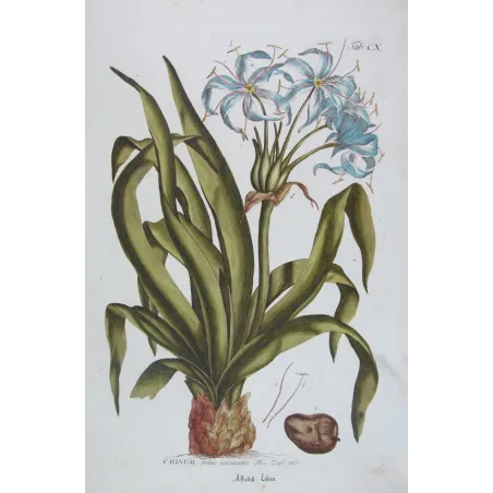 Blue Crinum Lily – 18th Century Bold Hand-Colored Botanical Engraving