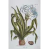 Blue Crinum Lily (Crinum sp.) – Bold Hand-Colored Botanical Engraving, 18th Century