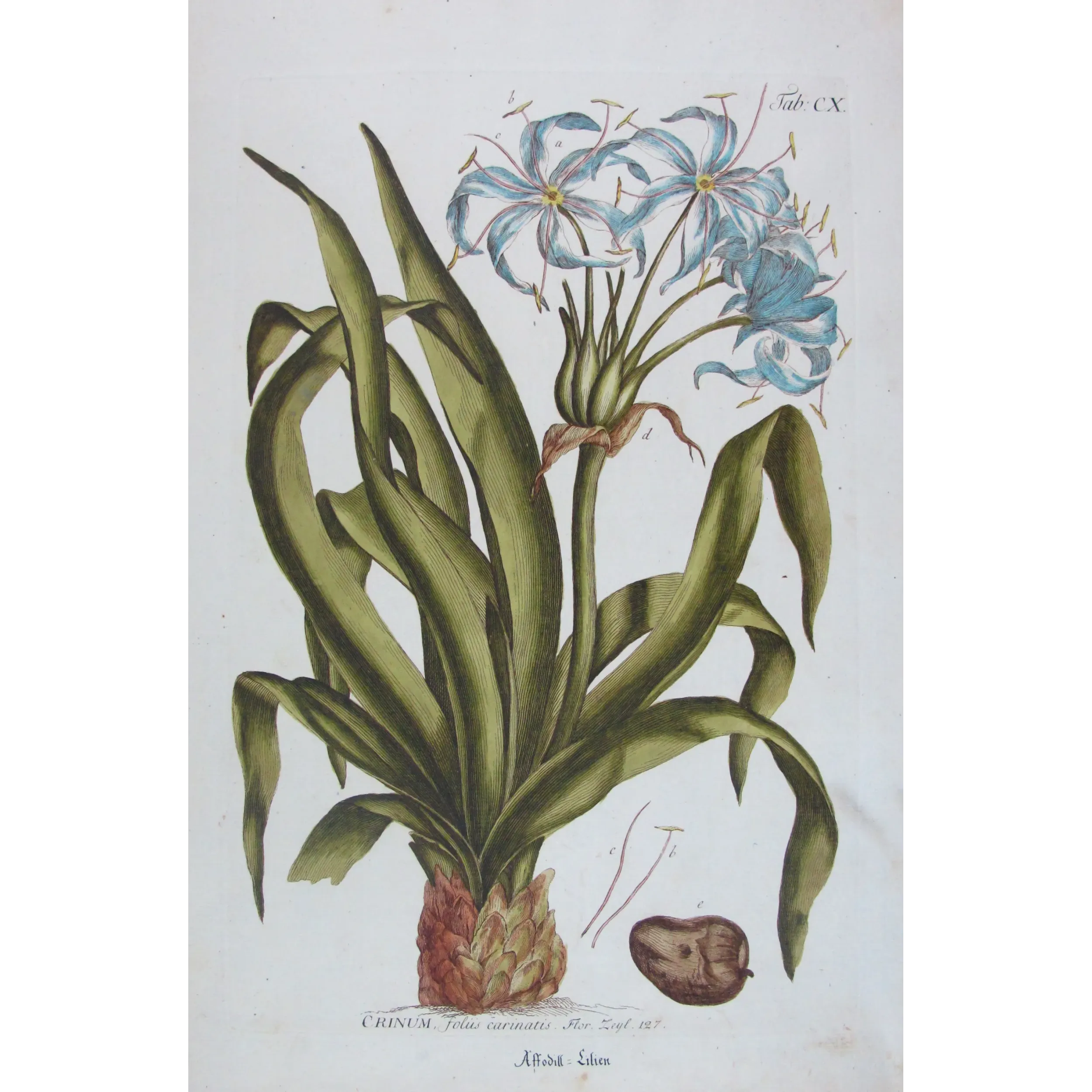 Blue Crinum Lily – 18th Century Bold Hand-Colored Botanical Engraving