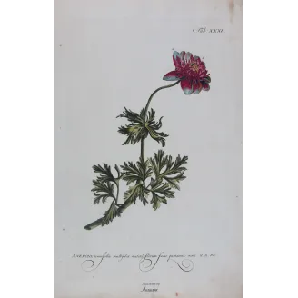 Anemone – 18th Century Hand-Colored Botanical Engraving