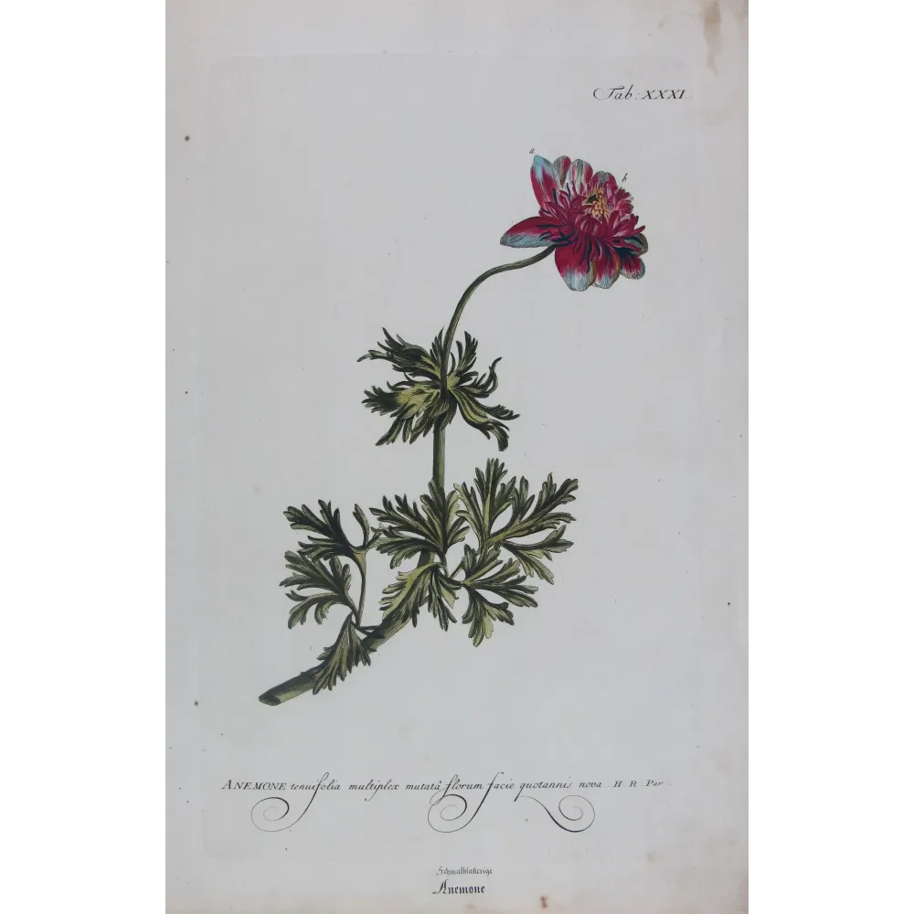 Anemone – 18th Century Hand-Colored Botanical Engraving
