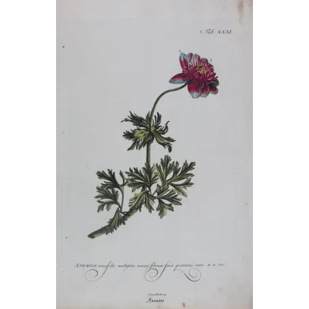Anemone – 18th Century Hand-Colored Botanical Engraving
