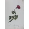Anemone (Anemone tenuifolia) – Bold Hand-Colored Botanical Engraving, 18th Century