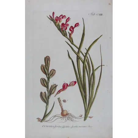 Pink Cunonia – 18th Century Hand-Colored Botanical Engraving