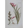 Pink Cunonia (Cunonia sp.) – Bold Hand-Colored Botanical Engraving, 18th Century
