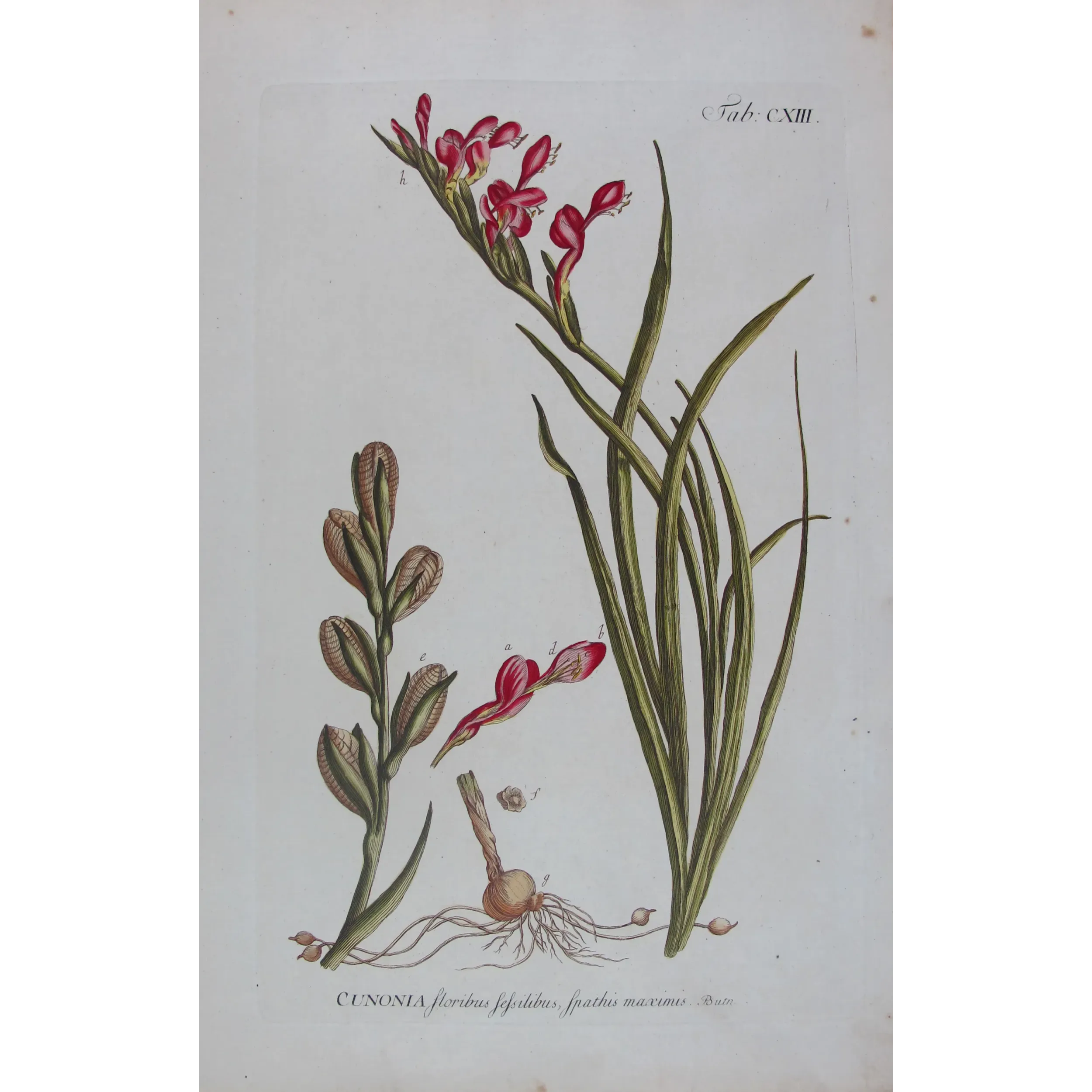 Pink Cunonia – 18th Century Hand-Colored Botanical Engraving