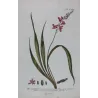 Helleborine (Epipactis sp.) – 18th Century Hand-Colored Botanical Engraving
