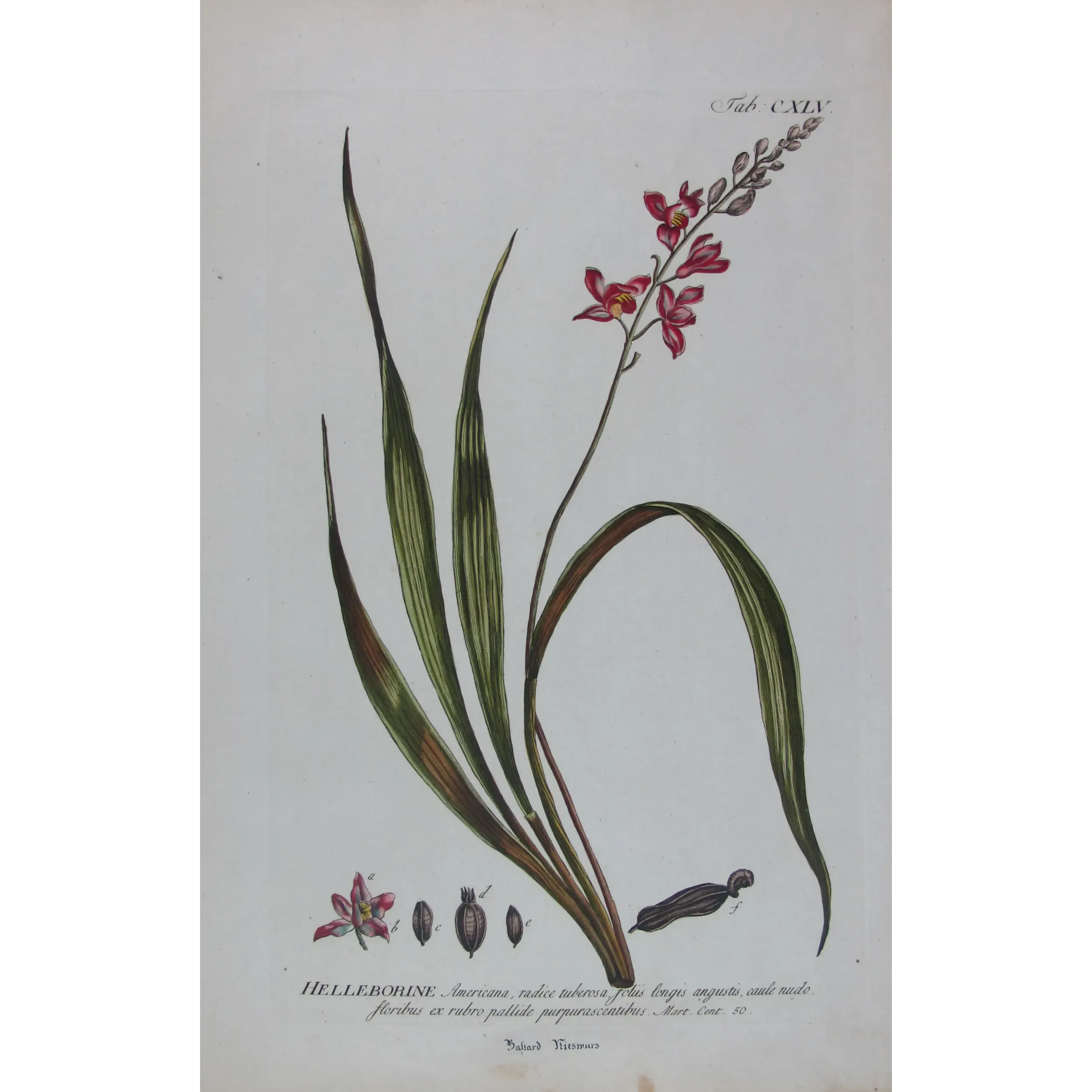 Helleborine – 18th Century Hand-Colored Botanical Engraving