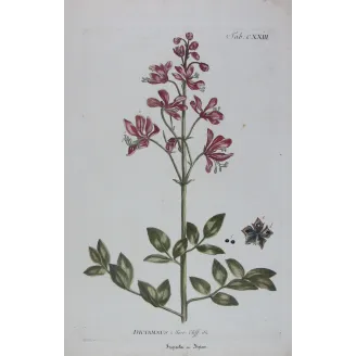 Dictamnus – 18th Century Hand-Colored Botanical Engraving