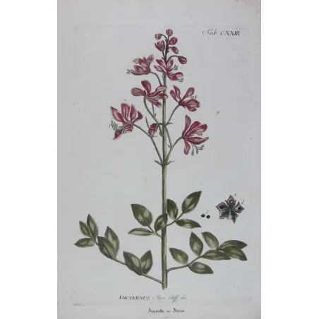 Dictamnus – 18th Century Hand-Colored Botanical Engraving
