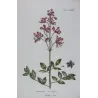 Dictamnus (Dictamnus albus) – 18th Century Hand-Colored Botanical Engraving