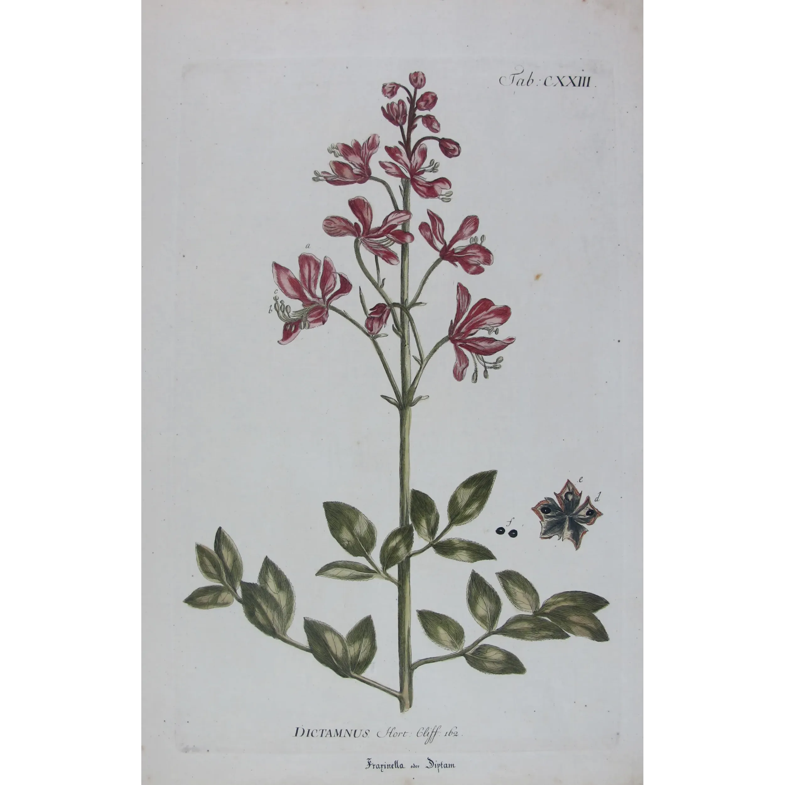 Dictamnus – 18th Century Hand-Colored Botanical Engraving