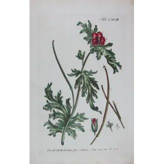 Glaucium – 18th Century Hand-Colored Botanical Engraving