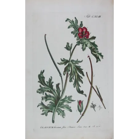Glaucium – 18th Century Hand-Colored Botanical Engraving