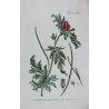 Glaucium (Glaucium sp.) – 18th Century Hand-Colored Botanical Engraving