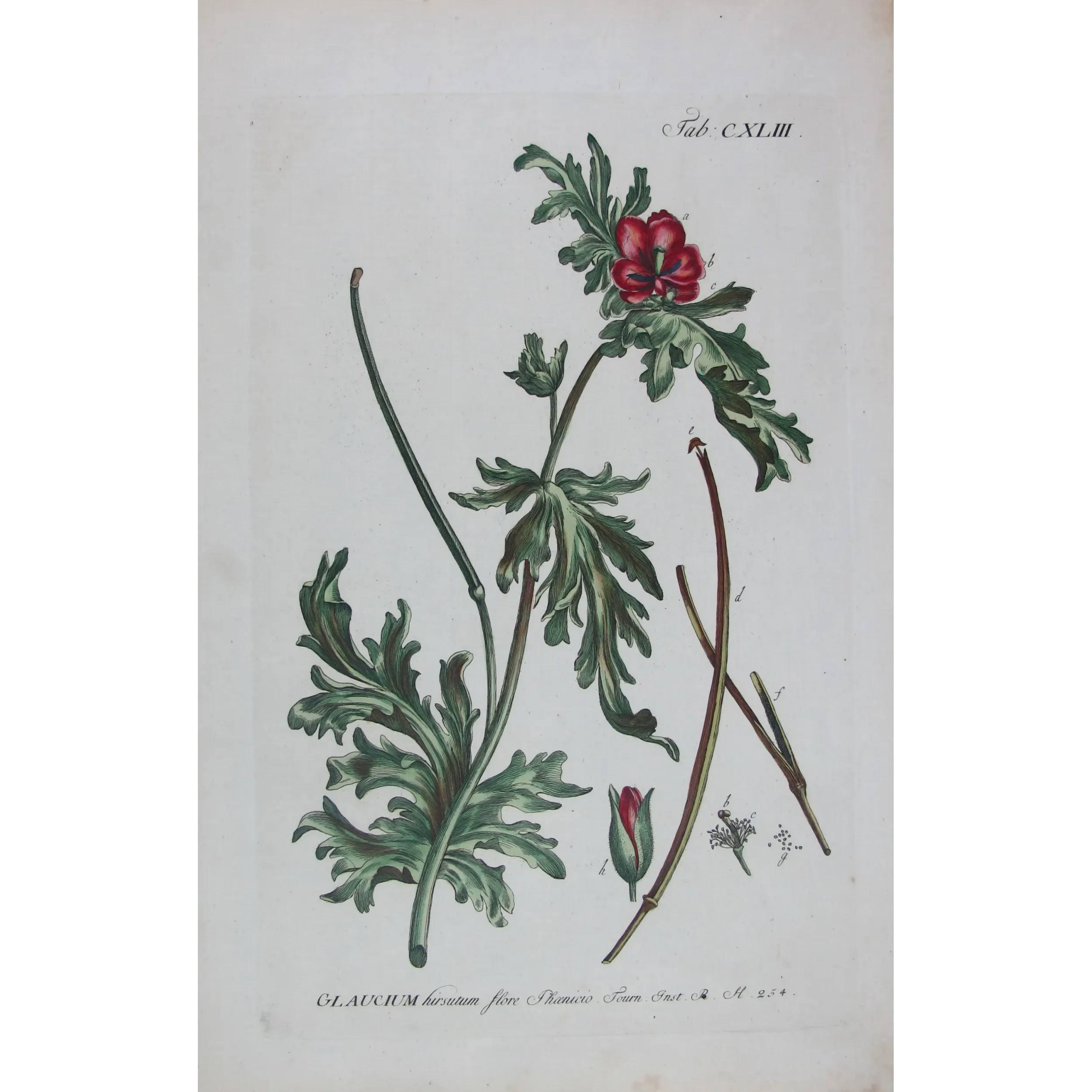 Glaucium – 18th Century Hand-Colored Botanical Engraving