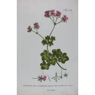 Geranium – 18th Century Hand-Colored Botanical Engraving