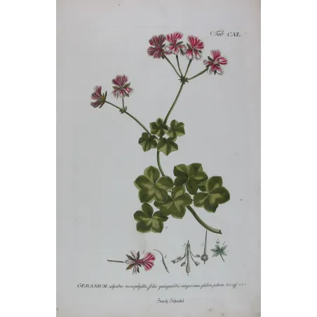 Geranium – 18th Century Hand-Colored Botanical Engraving