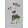 Geranium (Pelargonium sp.) – 18th Century Hand-Colored Botanical Engraving