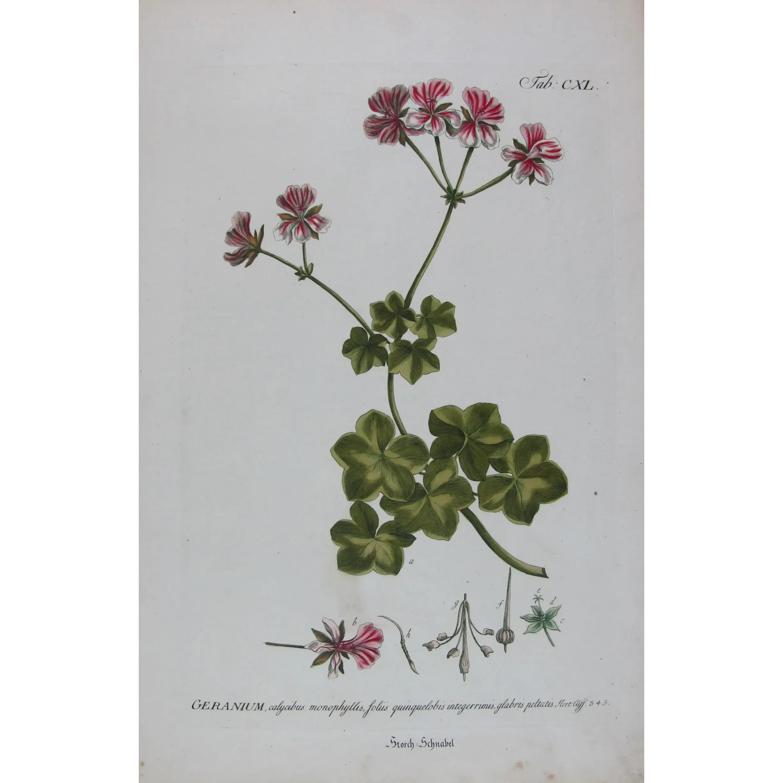 Geranium – 18th Century Hand-Colored Botanical Engraving