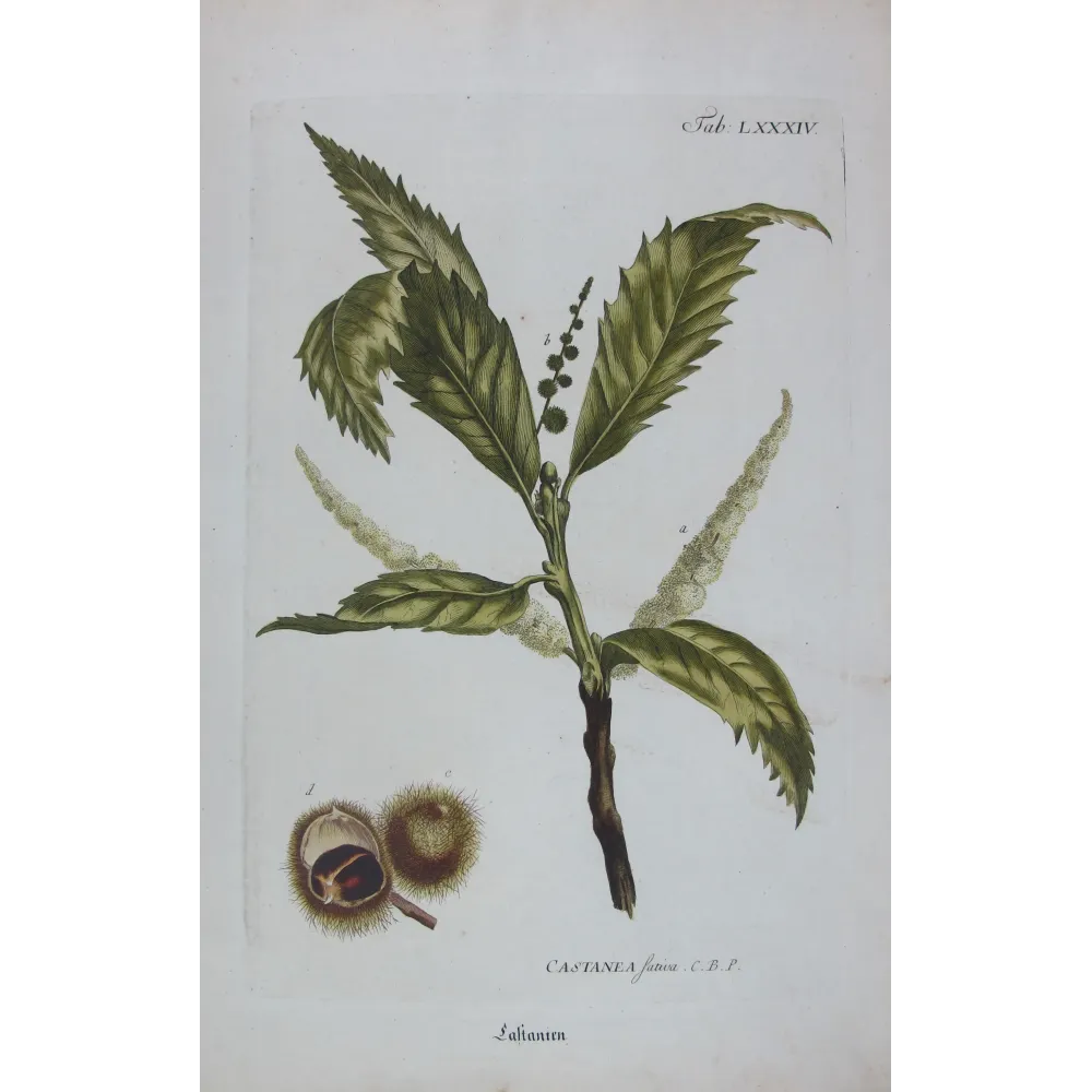 Chestnut Tree – Castanea sativa Antique Botanical Engraving