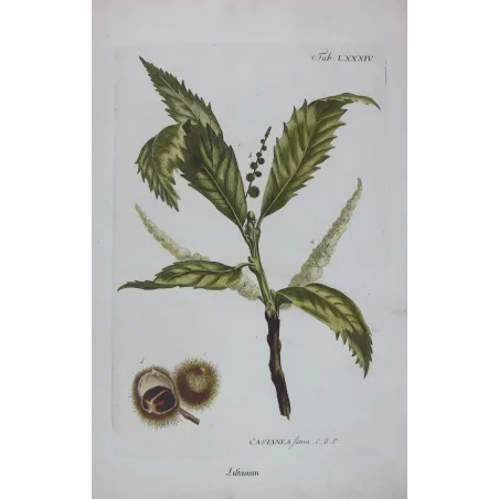 Chestnut Tree – Castanea sativa Antique Botanical Engraving