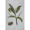 Chestnut Tree (Castanea sativa) – 18th Century Hand-Colored Botanical Engraving
