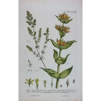 Gentian & Bedstraw – Antique Botanical Engraving