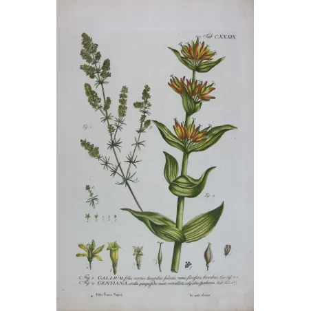 Gentian & Bedstraw – Antique Botanical Engraving