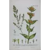 Gentian & Bedstraw (Gentiana, Galium) – 18th Century Hand-Colored Botanical Engraving