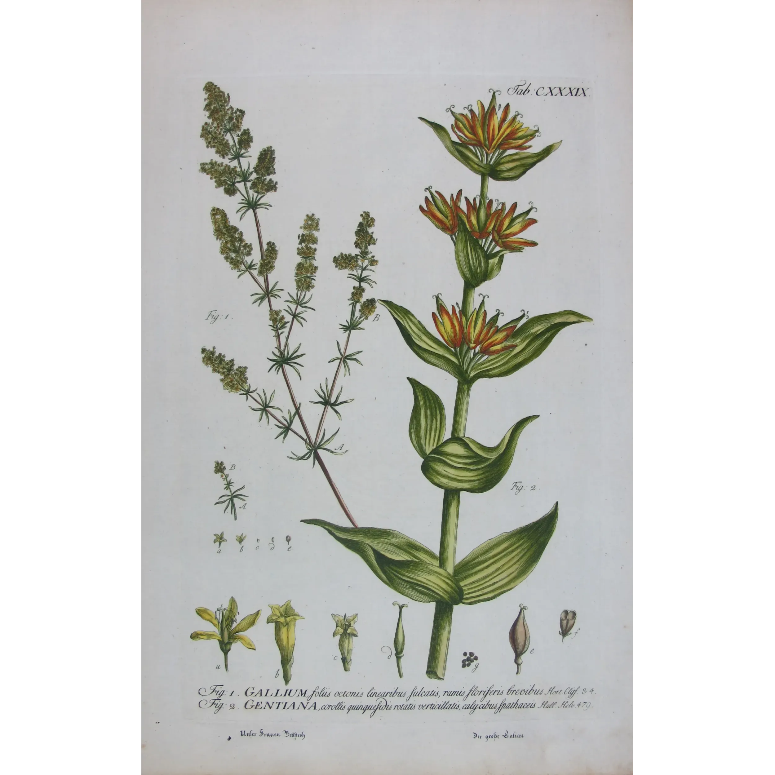 Gentian & Bedstraw – Antique Botanical Engraving