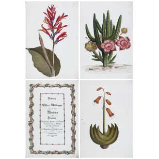 18th-Century Botanical Watercolors – Set of 4 Antique Masterpieces