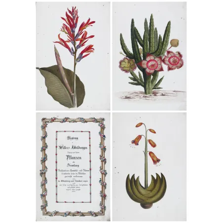 18th-Century Botanical Watercolors – Set of 4 Antique Masterpieces