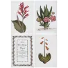 Exotic Botanical Masterpieces – 18th-Century Hand-Colored Watercolors (Set of 4)