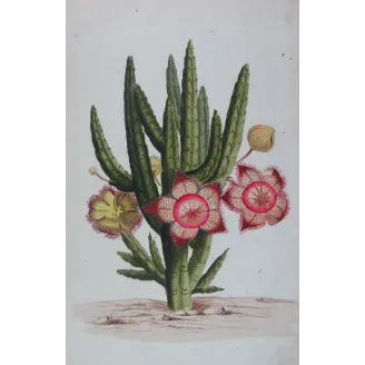 18th-Century Botanical Watercolors – Set of 4 Antique Masterpieces