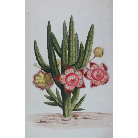 18th-Century Botanical Watercolors – Set of 4 Antique Masterpieces