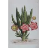 Exotic Botanical Masterpieces – 18th-Century Hand-Colored Watercolors (Set of 4)