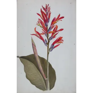 18th-Century Botanical Watercolors – Set of 4 Antique Masterpieces