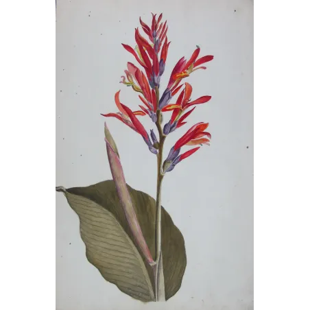 18th-Century Botanical Watercolors – Set of 4 Antique Masterpieces