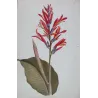 Exotic Botanical Masterpieces – 18th-Century Hand-Colored Watercolors (Set of 4)