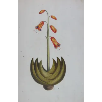 18th-Century Botanical Watercolors – Set of 4 Antique Masterpieces