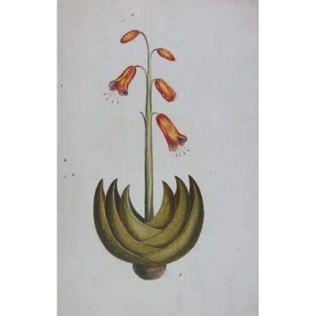 18th-Century Botanical Watercolors – Set of 4 Antique Masterpieces