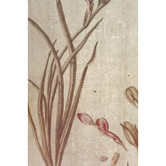 Pink Cunonia – 18th Century Hand-Colored Botanical Engraving