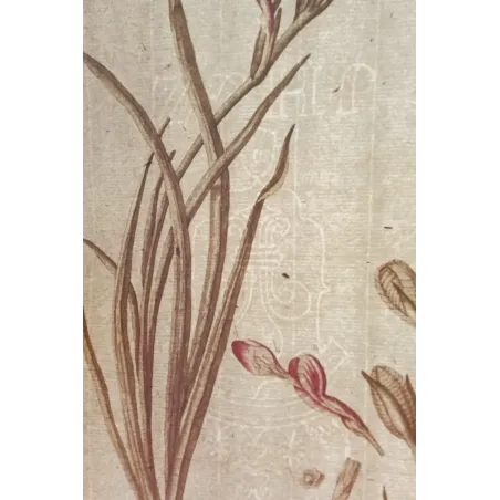 Pink Cunonia – 18th Century Hand-Colored Botanical Engraving