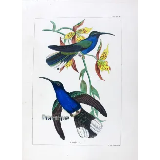 Cuvier’s Sabrewing – Reichenbach Antique Hummingbird Print
