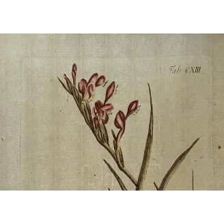 Pink Cunonia – 18th Century Hand-Colored Botanical Engraving