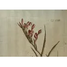 Pink Cunonia (Cunonia sp.) – Bold Hand-Colored Botanical Engraving, 18th Century